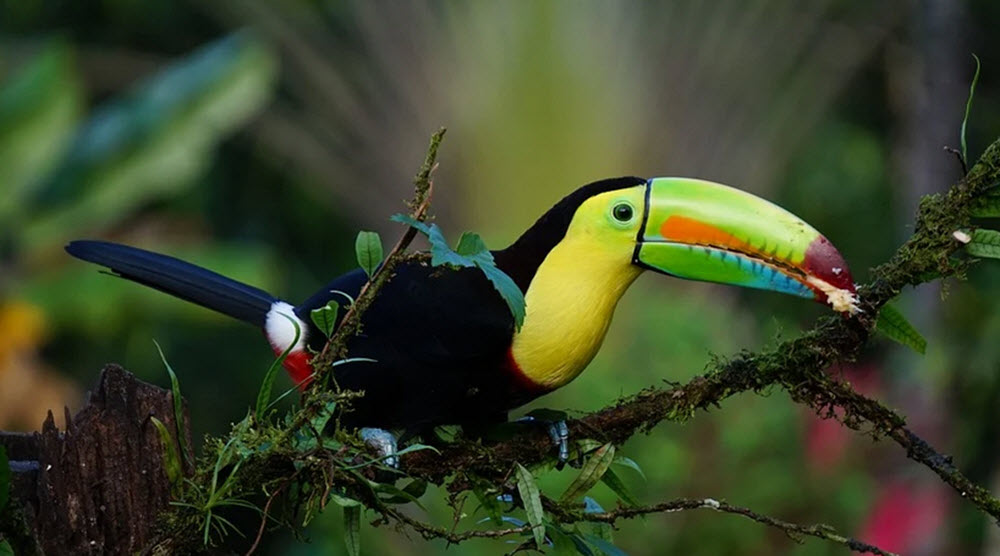 costa rica toucan